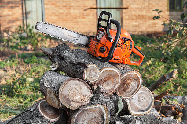 Best Tree Clearing Services  in Quitman, TX